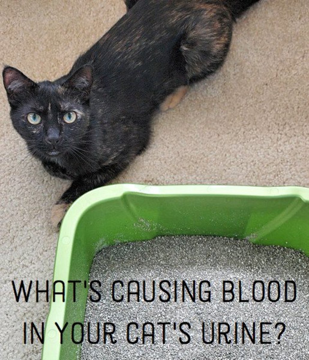 Is there blood in your cat's urine? This article will tell you why, and what you can do about it.