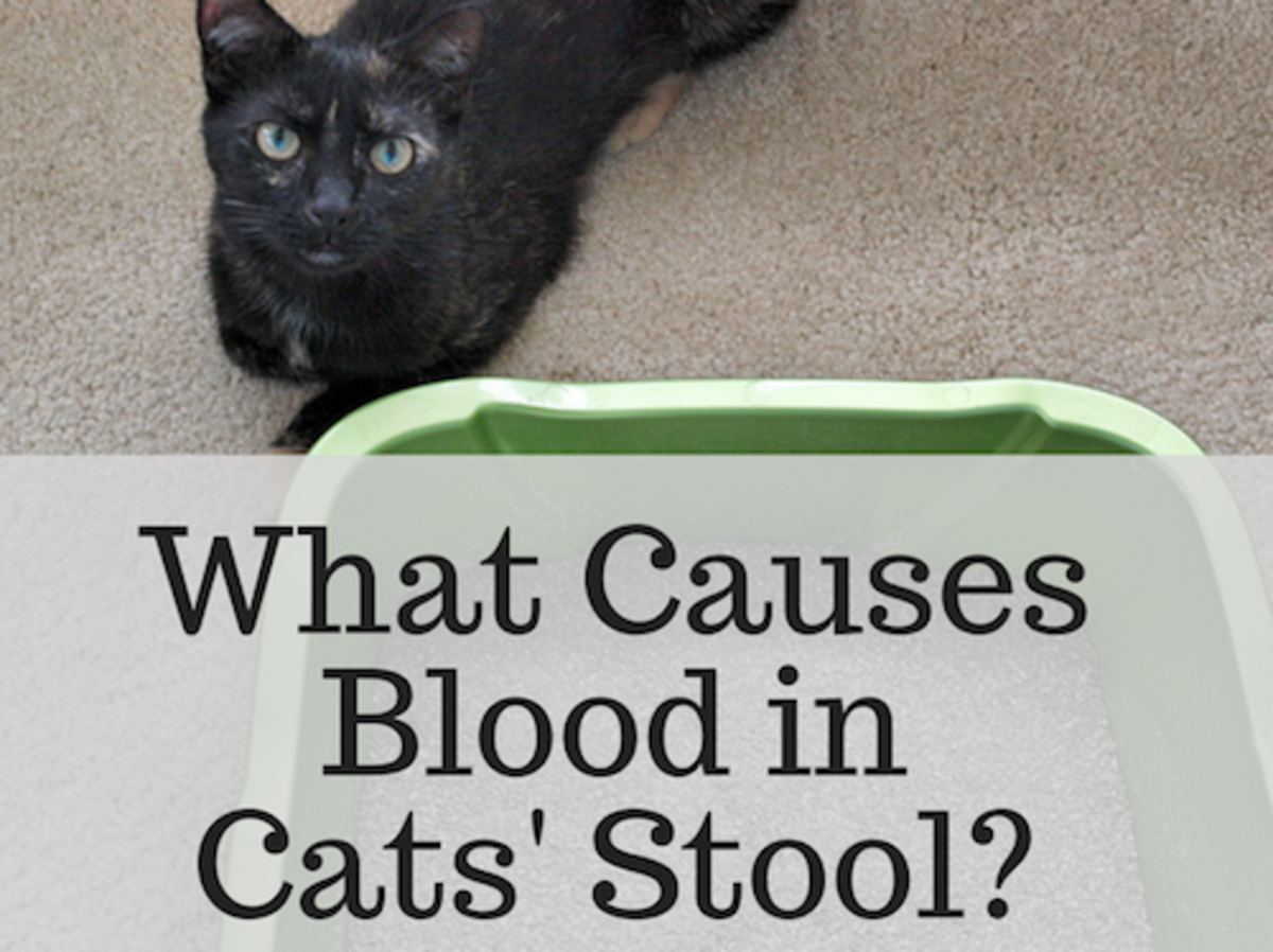 What Causes Blood in Cats' Stool? - PetHelpful - By fellow animal ...