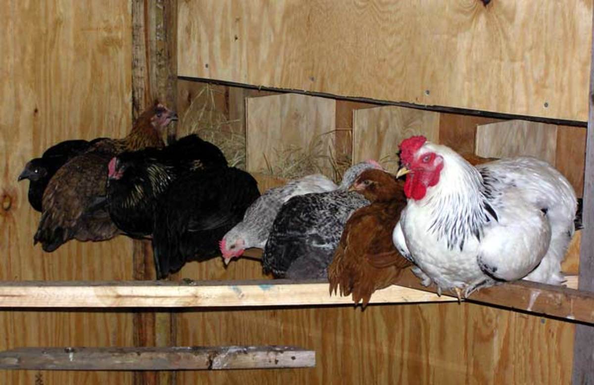 How to Dust Your Chickens for Parasites