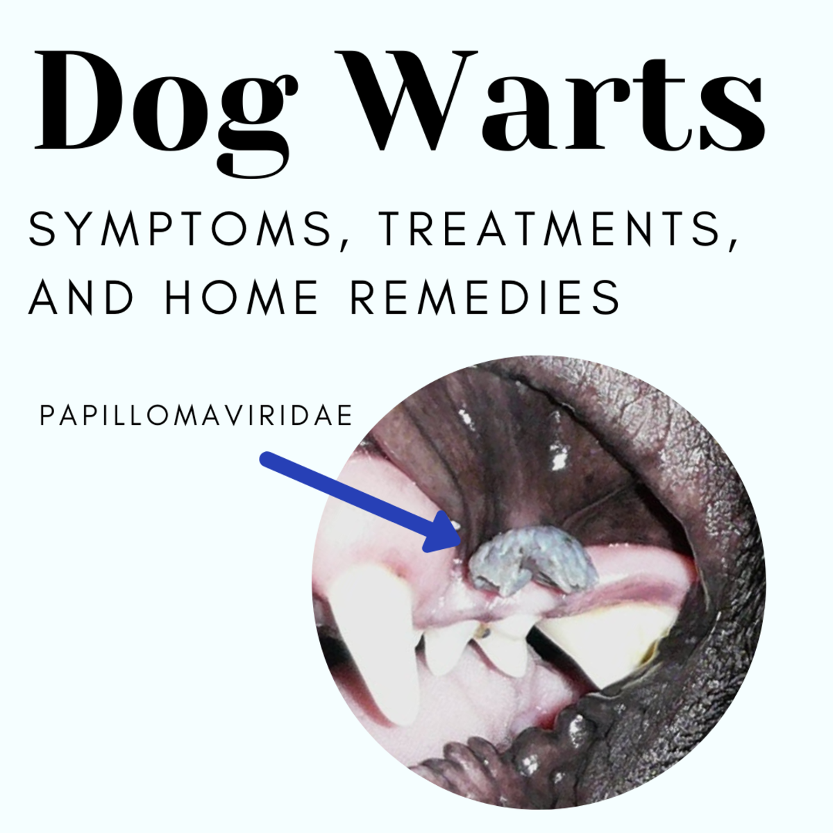 Dogs can also get warts and need help getting rid of them.