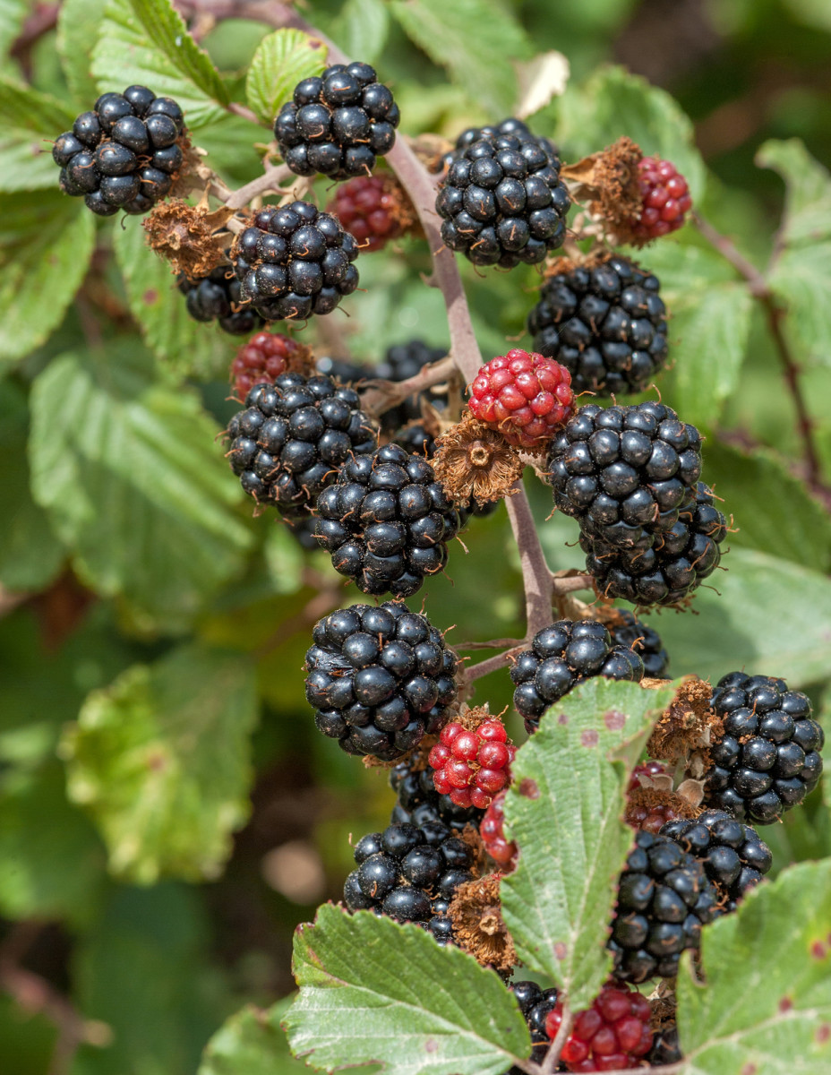 Blackberries will layer naturally, forming mats of brambles.