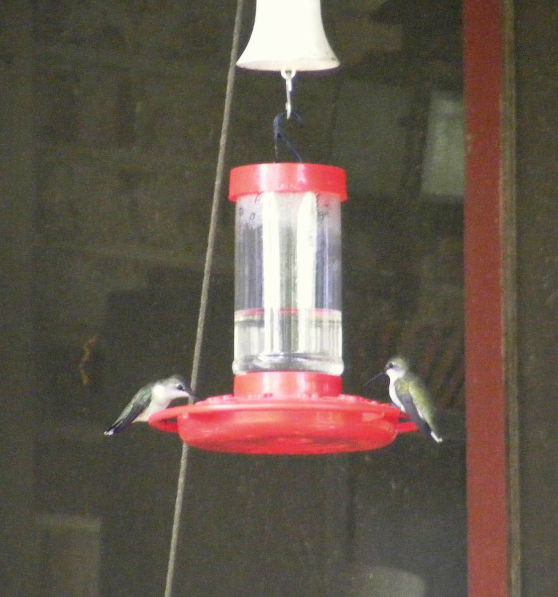 This article will break down all the information you need to know to set up a hummingbird feeder in your own garden.