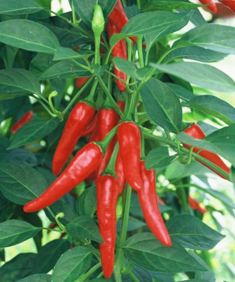 growing-hot-peppers