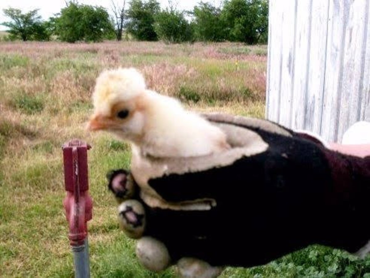Photo Essay of Chicken Growth: From Hatching to Adulthood