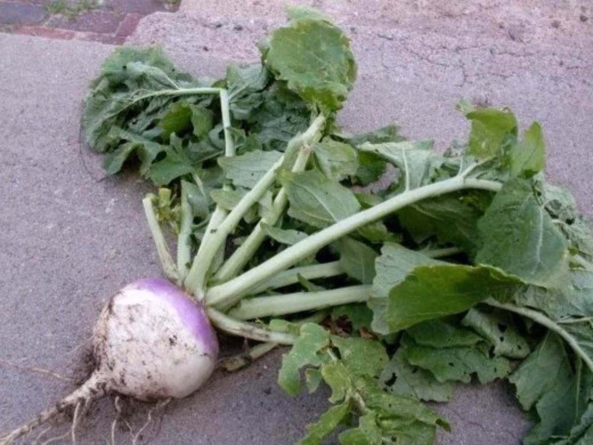Here is the first turnip I got out of my garden this summer. One week, nothing . . . the next, I had a bunch pushing their shoulders through the soil, and begging to be pulled.