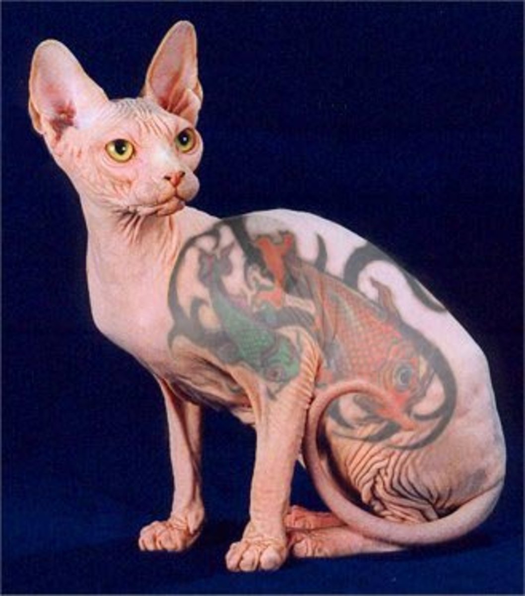 A tattooed Sphynx cat; this is cruel towards the animal.