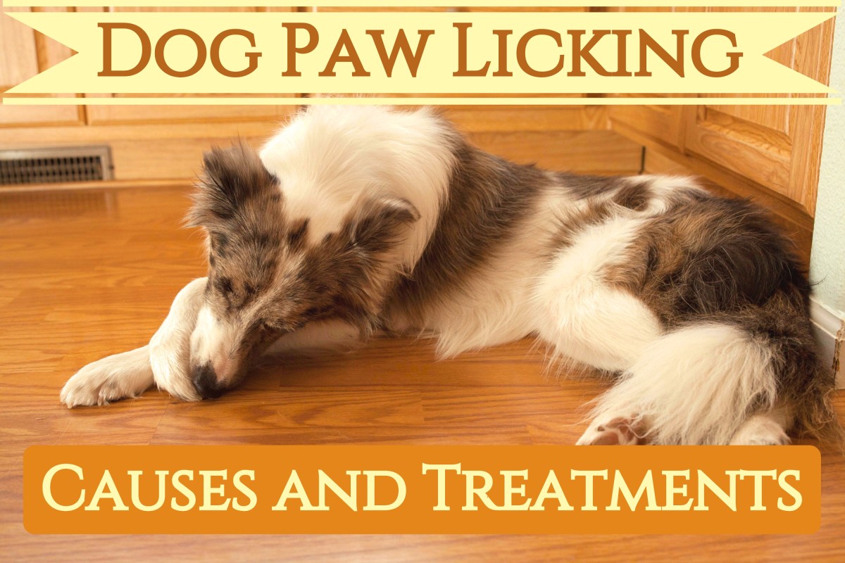 Why Your Dog Keeps Licking Their Paws 