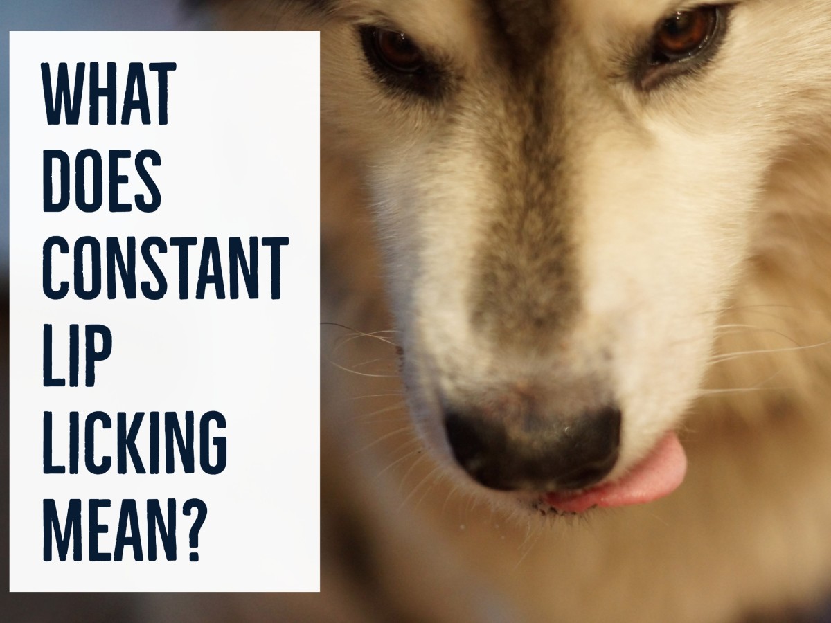 10 Reasons Why Your Dog May Be Licking His Lips - PetHelpful