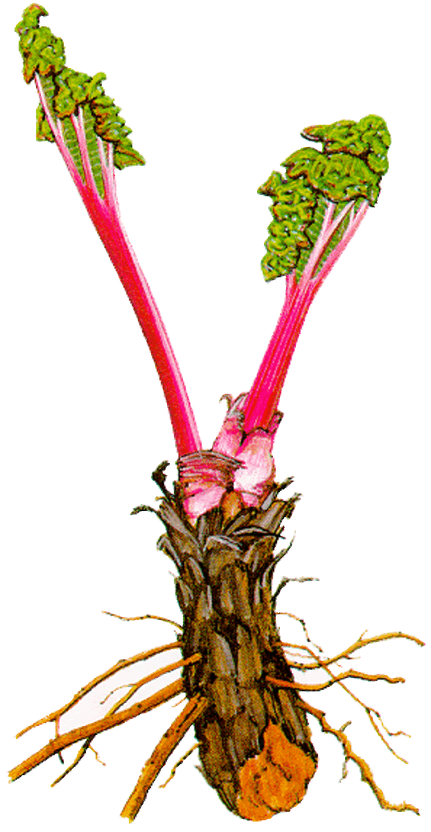 The rhubarb plant and root, early spring