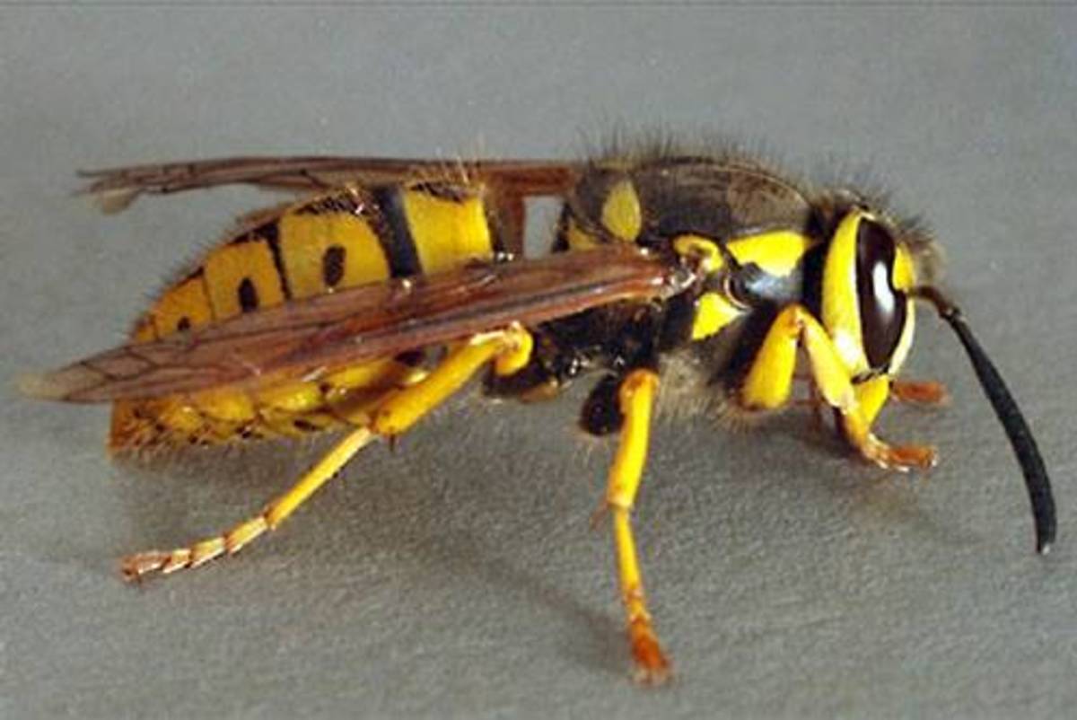 Are you scared of wasps?