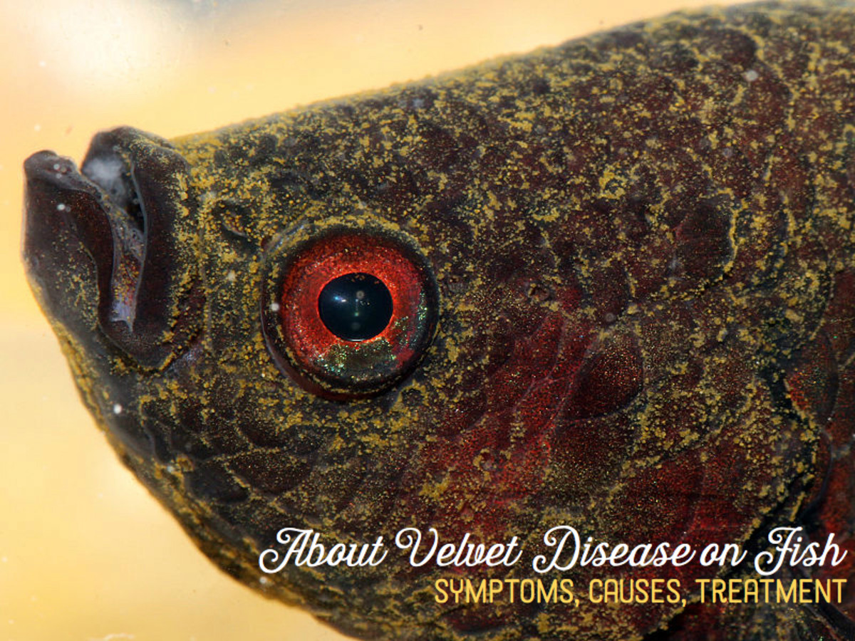 Velvet Disease in Fish: Symptoms, Causes, and Remedies