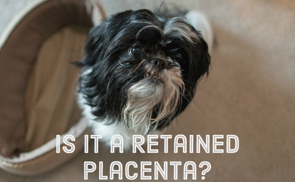 signs-of-retained-placenta-in-mother-dogs
