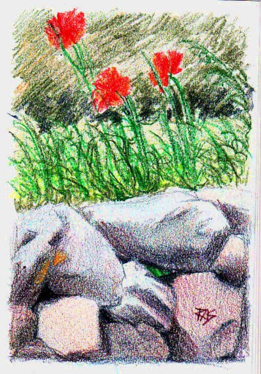 Cape Cod Poppies, drawn in Derwent AquaTone woodless watercolor pencils on paper, dry, by Robert A. Sloan. Photo reference from WetCanvas.com August Colored Pencils Challenge posted by draymond for the August 2009 Colored Pencil Challenge.