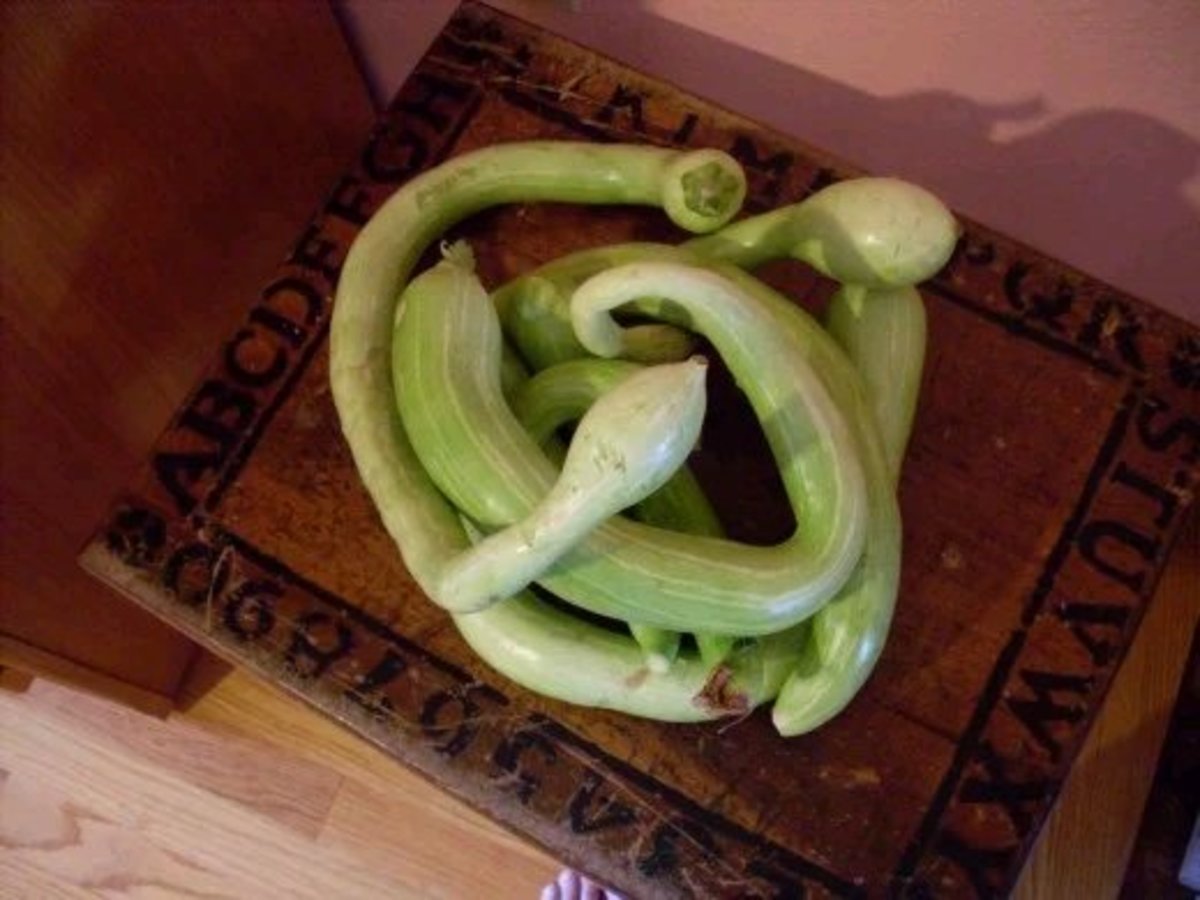Snake-y, tender "Tromboncino" summer squashes, straight from the garden.