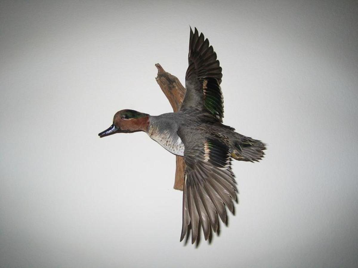 Licenses and Permits You Need to Go Duck Hunting in Texas