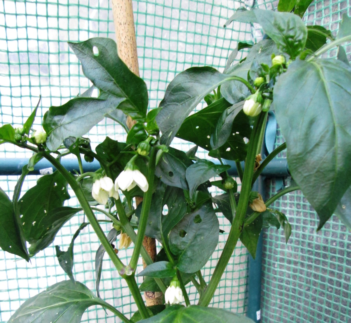 Flowers on a Pepper plant.