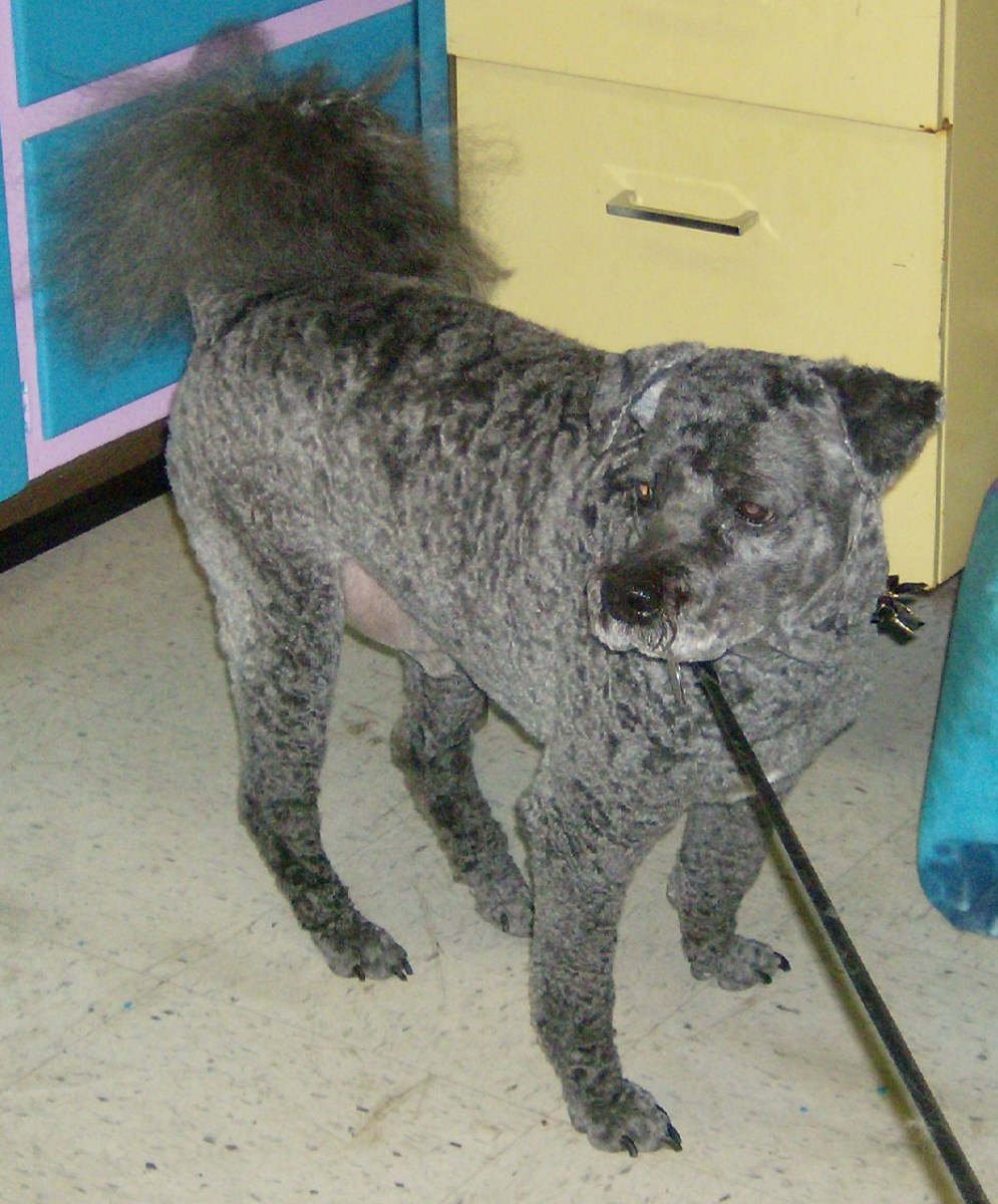 This poodle mix's mommy knows how to communicate, and he gets this same custom cut every time: a #5 kennel clip with poodle feet, poodle face, with a short pier-type mustache. Never shorten the tail!