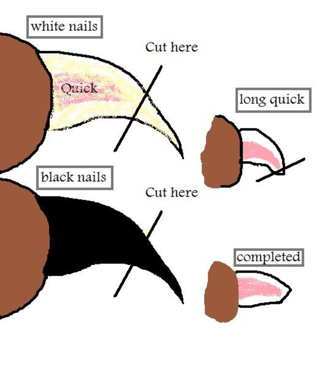 How To Safely Trim Your Dog's Black Nails - My Brown Newfies