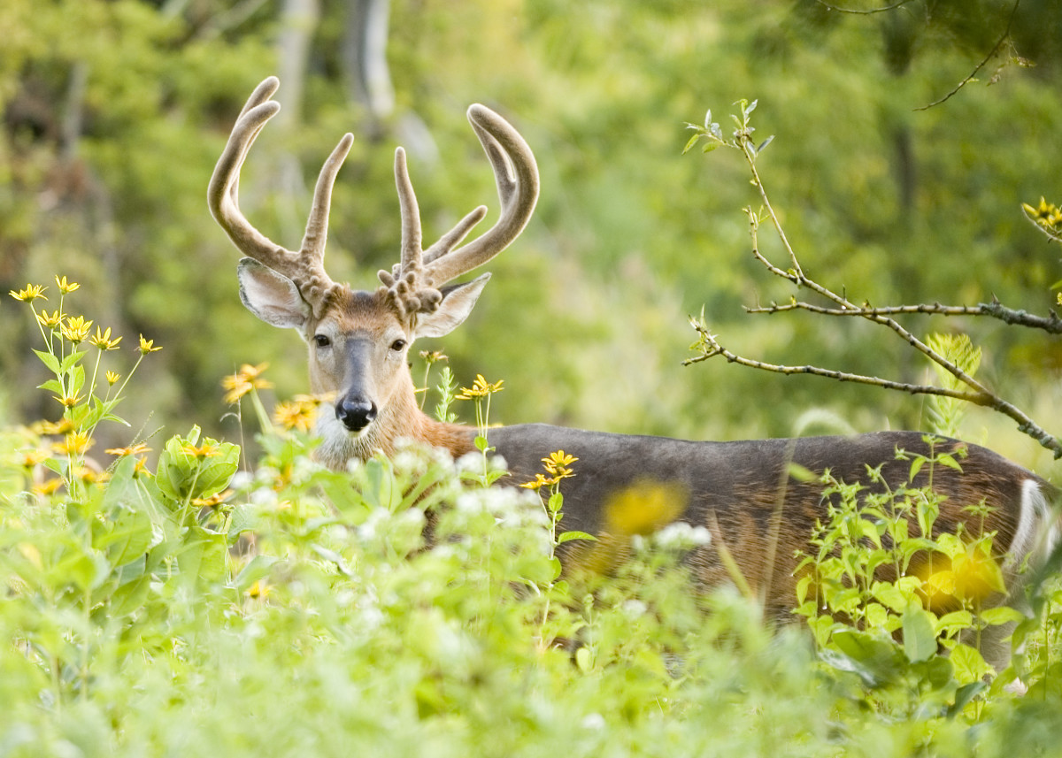 Deer Hunting: How to Find Trophy Whitetails