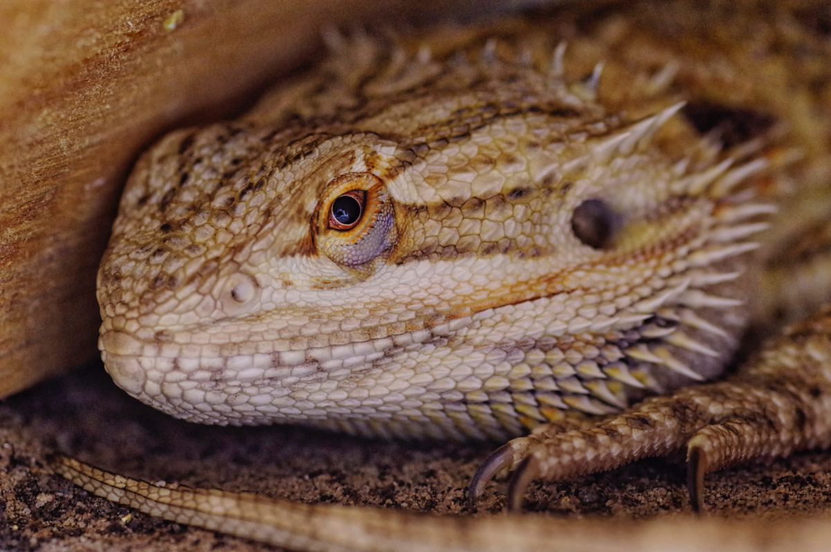 How to Use Ceramic Heat Emitters to Keep Pet Reptiles Warm