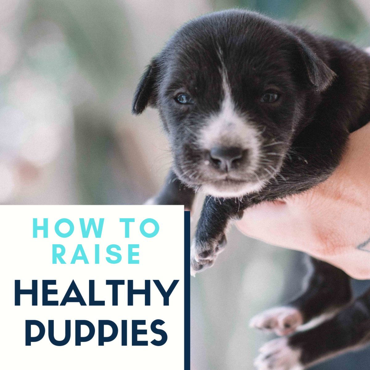 How to Raise Healthy Puppies