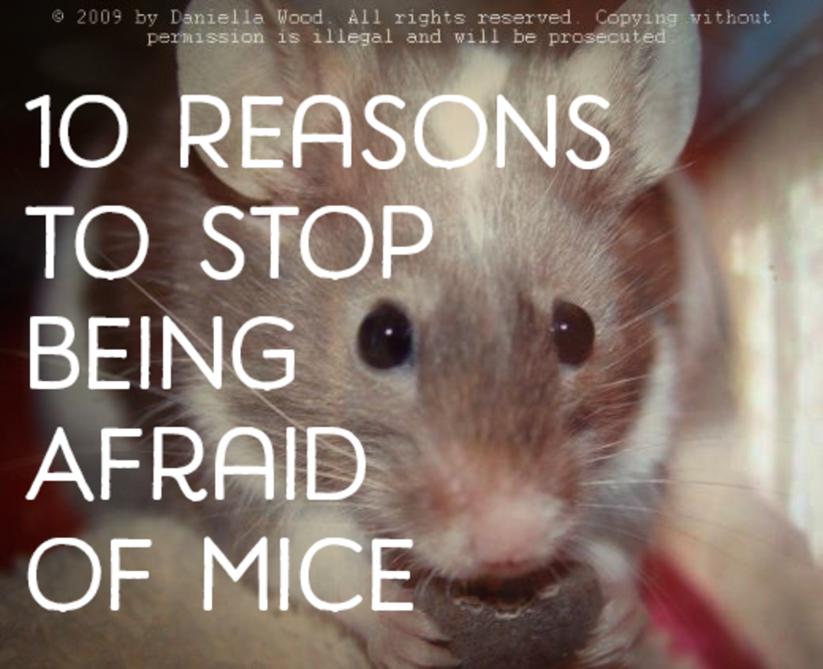 Top 10 Reasons Not to Be Scared of Mice!
