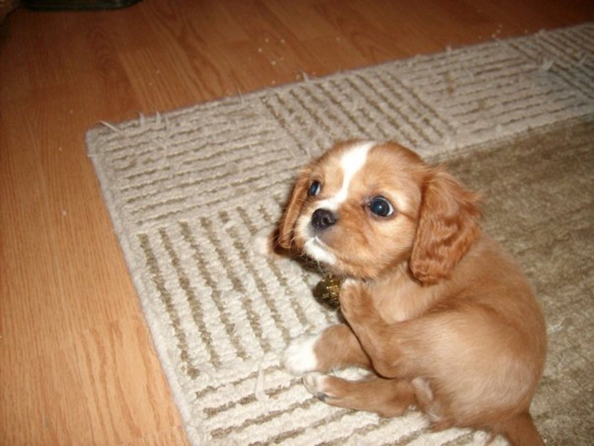 Why Cavalier King Charles Spaniels Are The Best Dogs Ever Pethelpful