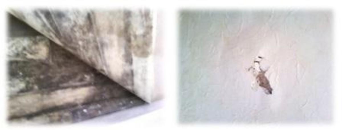 Above left, the horror of rotting floorboards hiding beneath the carpet. Above right, plaster that has bubbled and cracked due to damp. Learn how to treat rising damp to avoid this. 
