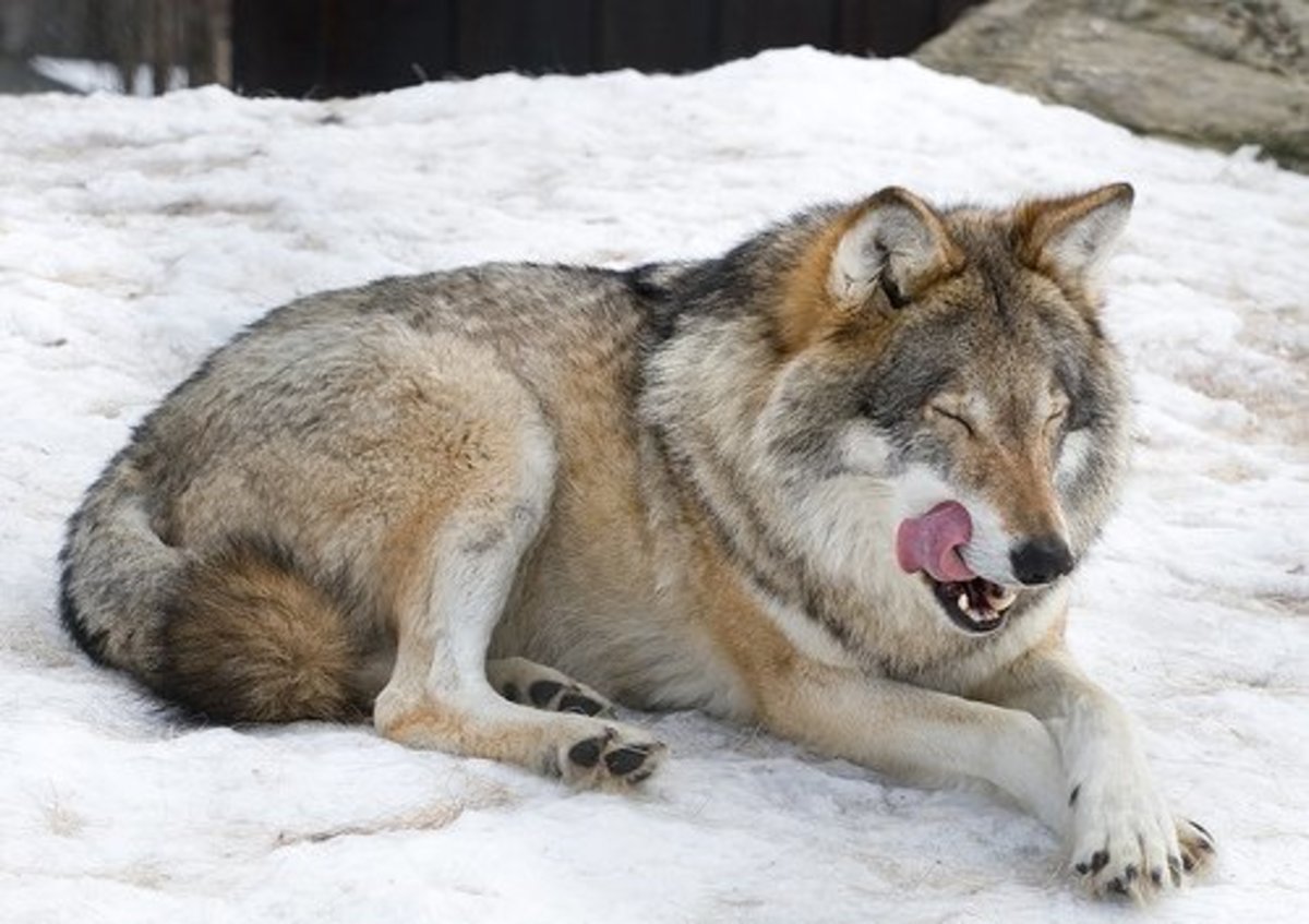 Do Wolf-Dog Hybrids Make Good Pets?