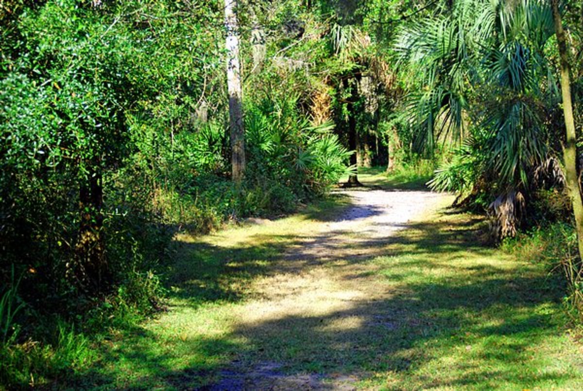 A Nature Walk in Tropical Wauchula, Florida