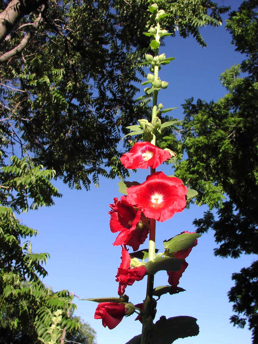 How to Grow Hollyhocks in Atlanta (and Harvest Their Seeds) - Dengarden