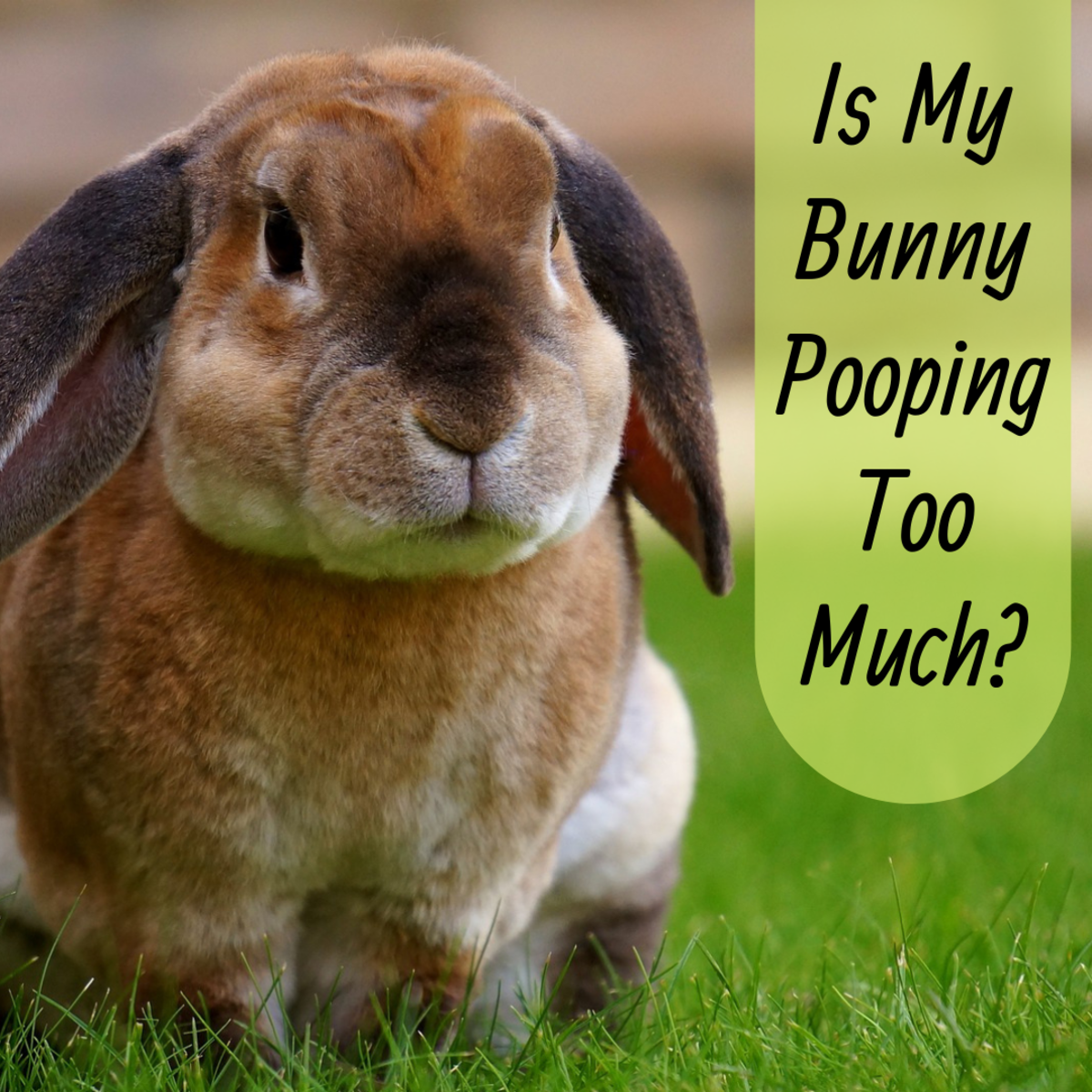 can eating rabbit poop make a dog sick