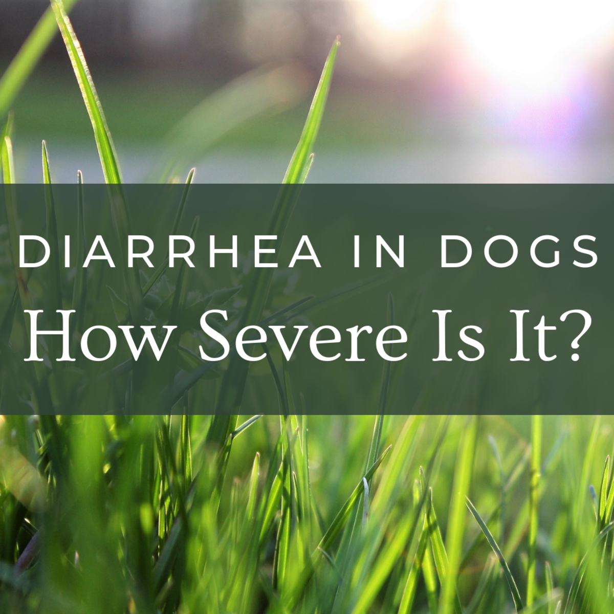 If your dog has diarrhea, there are a few home remedies you can try. 