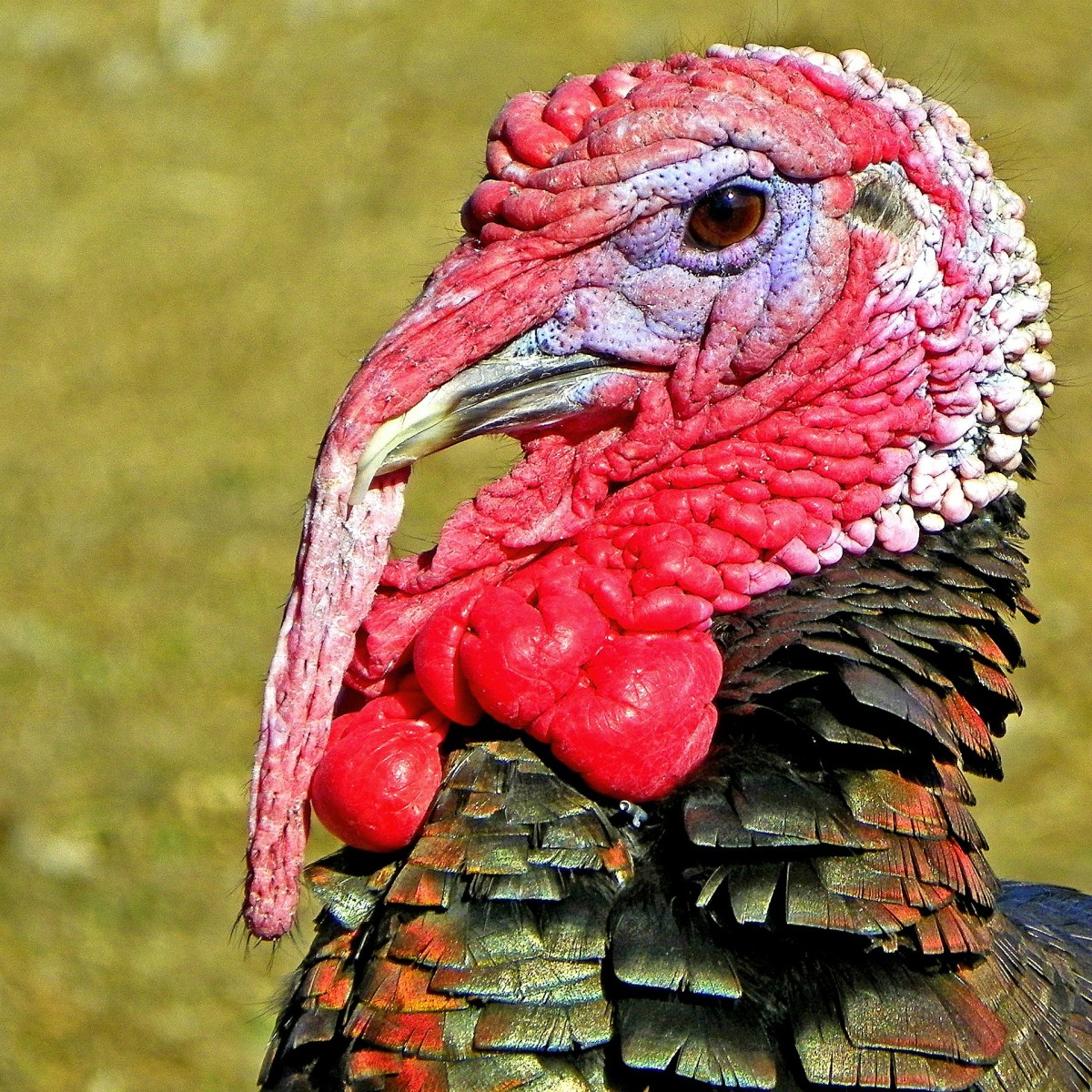 A Thanksgiving Turkey's Final Words: A Humorous Dialogue