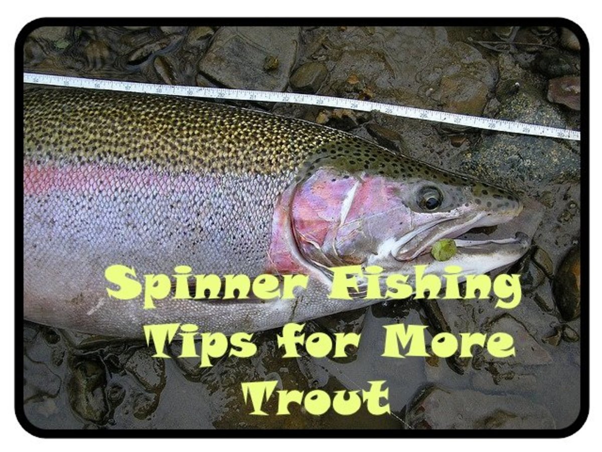 colorado golden trout spinner fishing planet