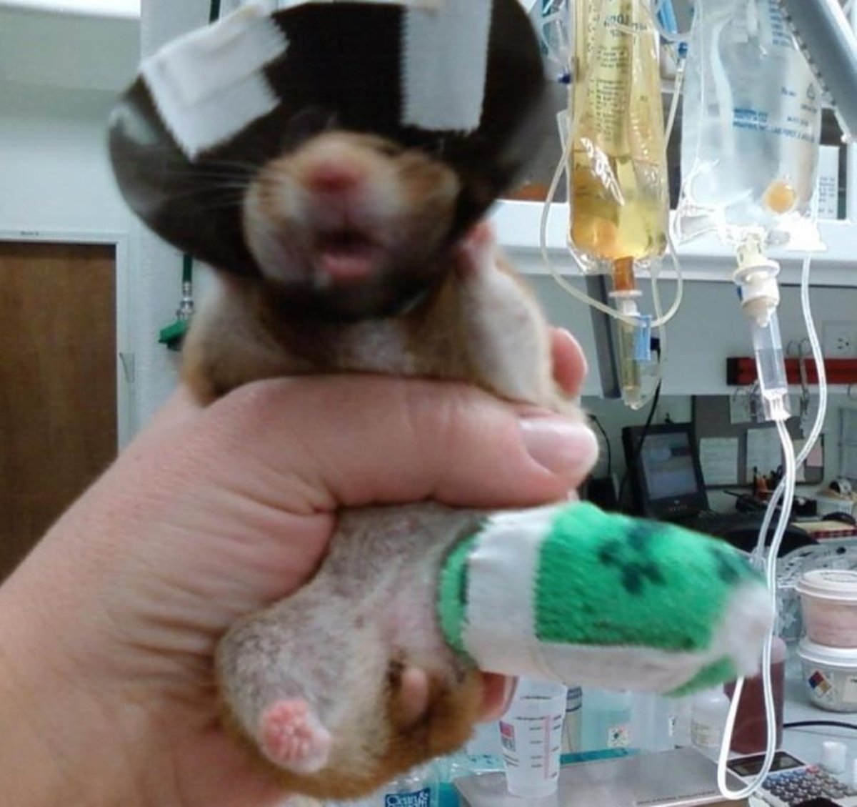 This particular hamster ran into a cat and his tibia was broken. The hamster's owner was married to a Vet Tech at a feline veterinary hospital where they bandaged the hamster. 