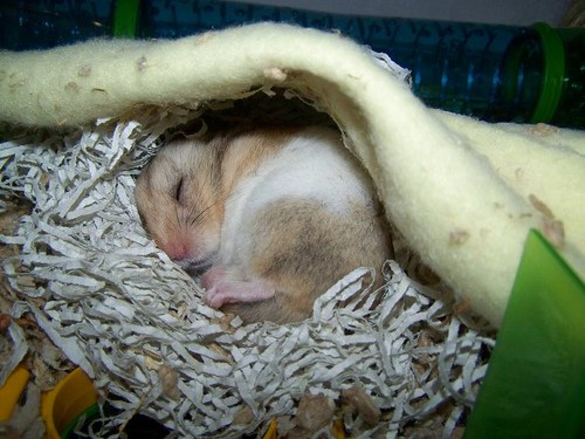 A sick hamster is a sad hamster! Learn how to treat your little buddy so they can recover faster. 