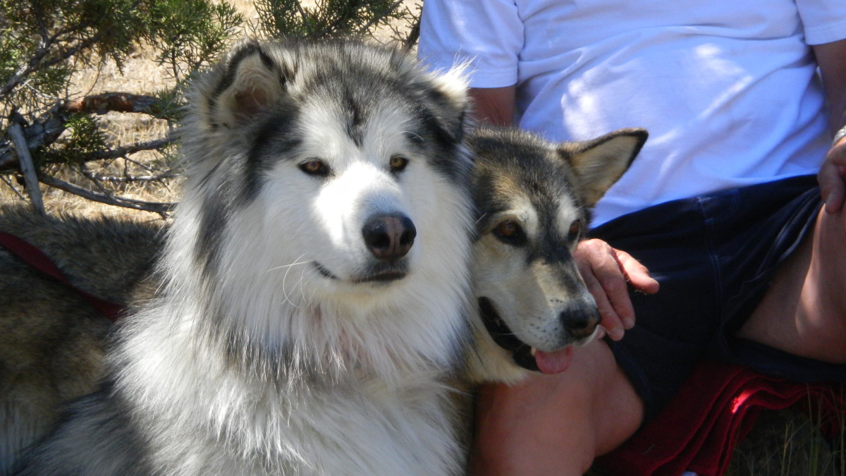 are siberian huskies gassy