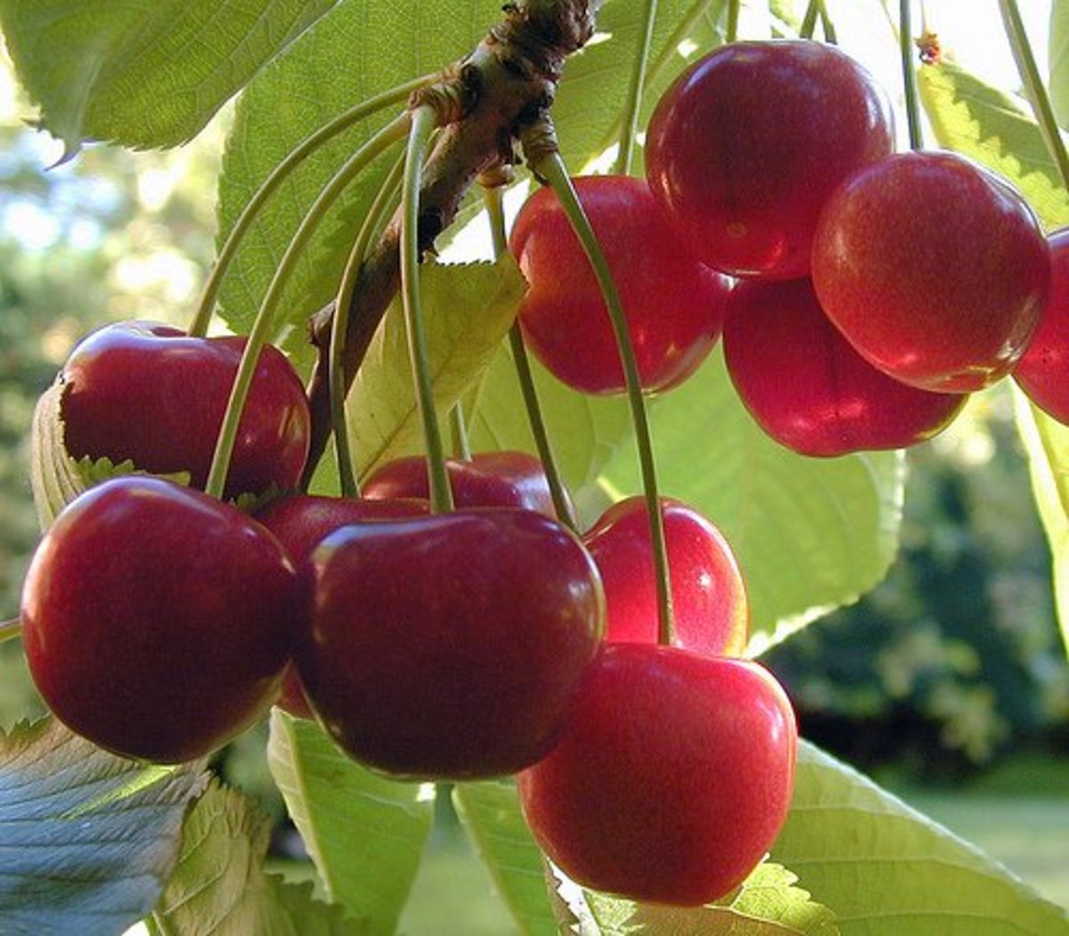 How to Grow Cherry Trees in Pots