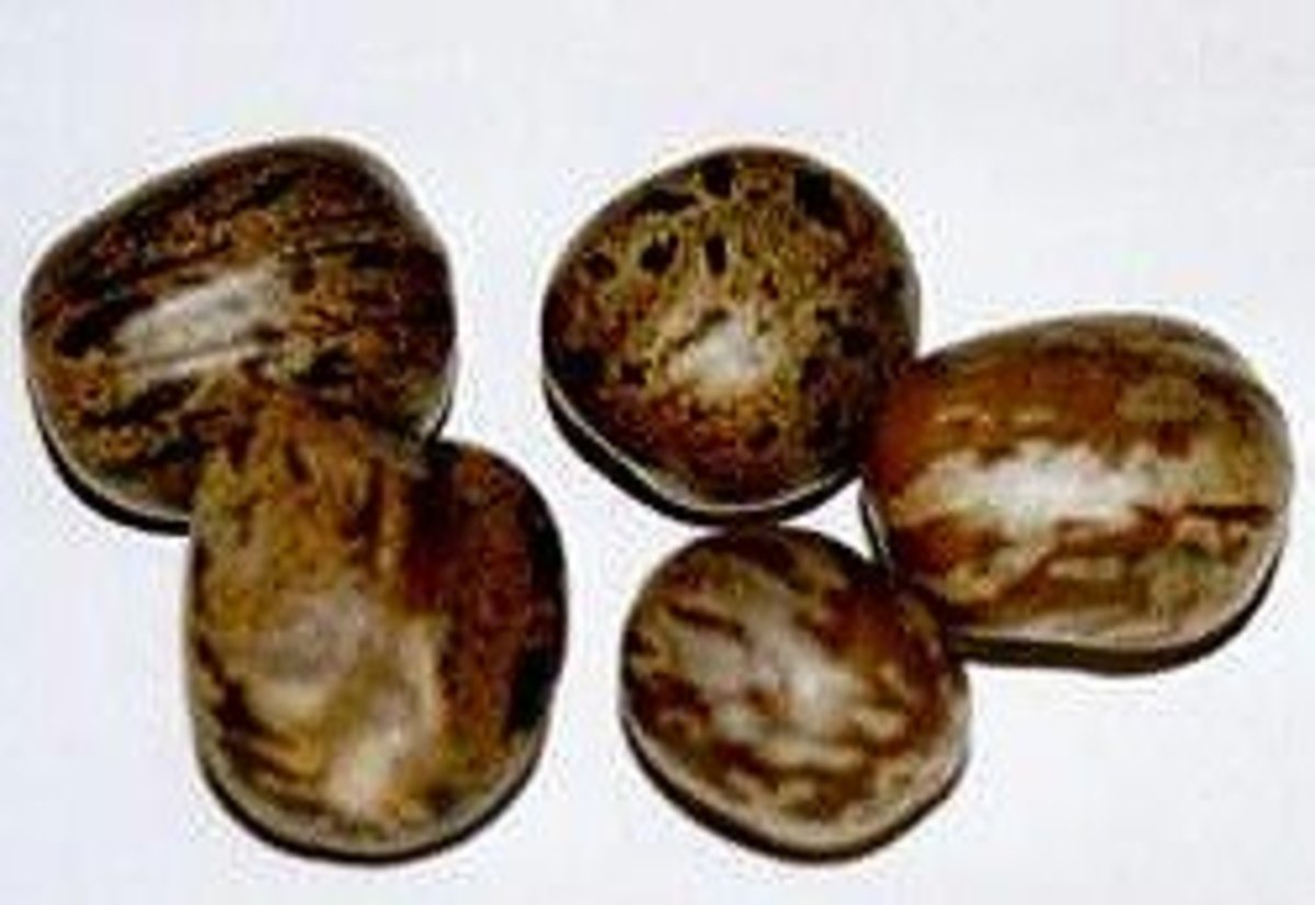 This is what rubber tree seeds look like.