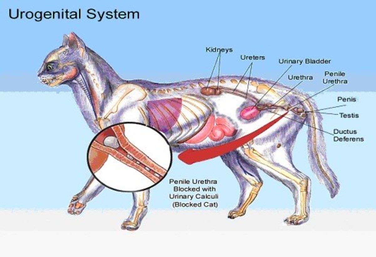 Feline urogenital system