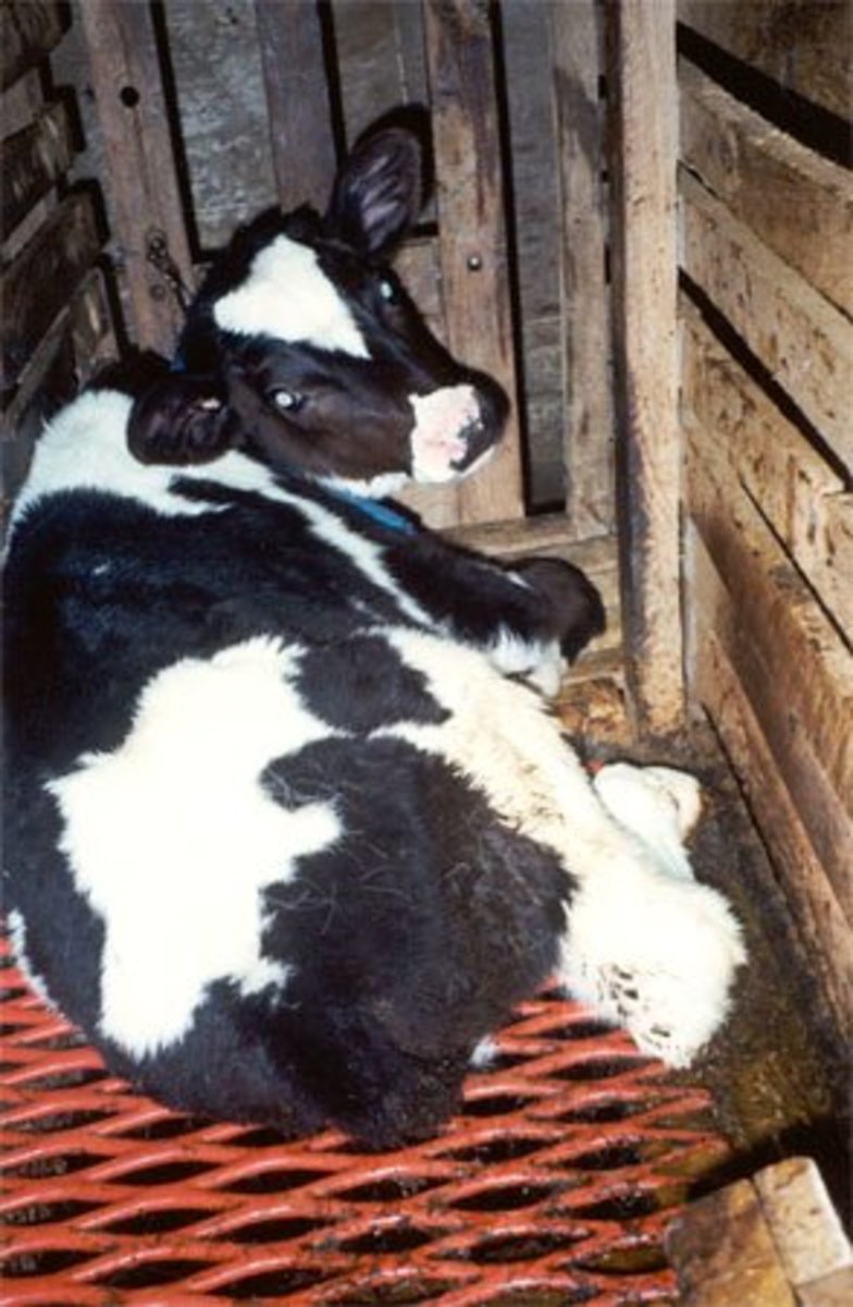 The Truth About Veal - Soapboxie