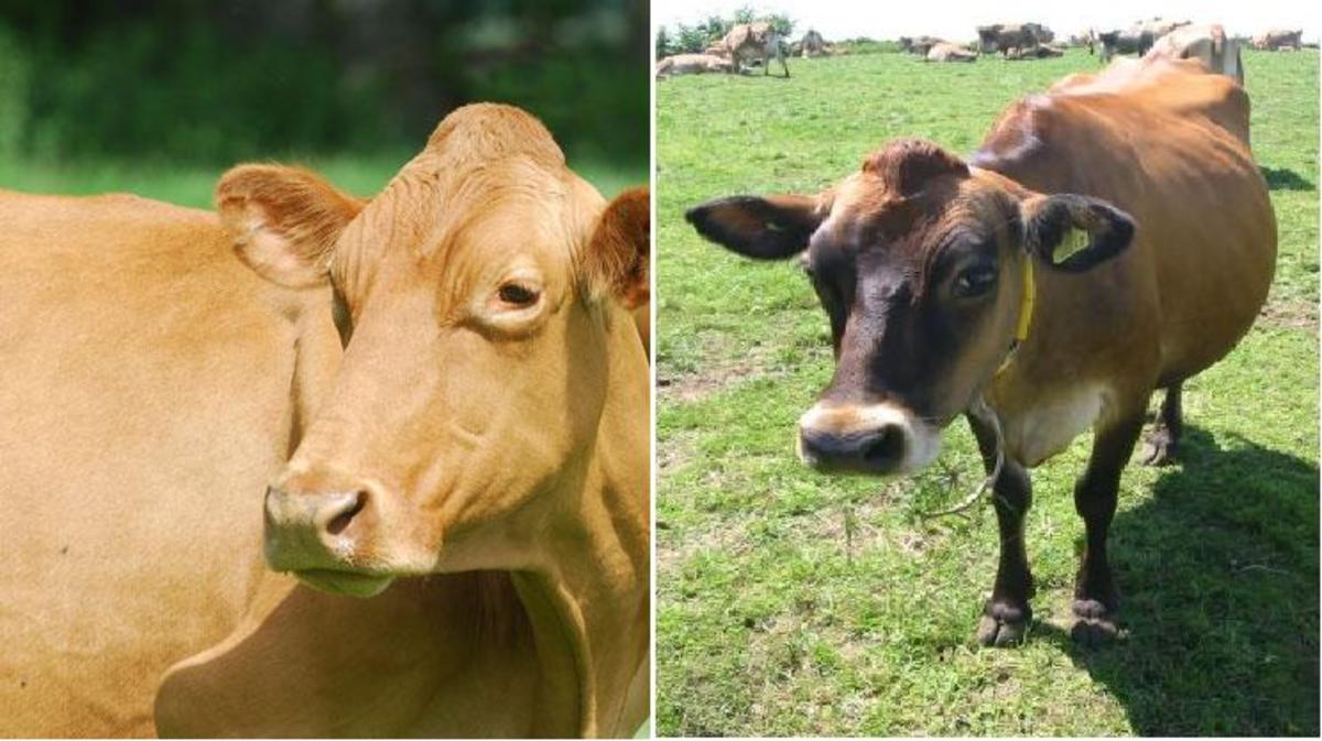 Guernsey cow (left) and Jersey cow (right)