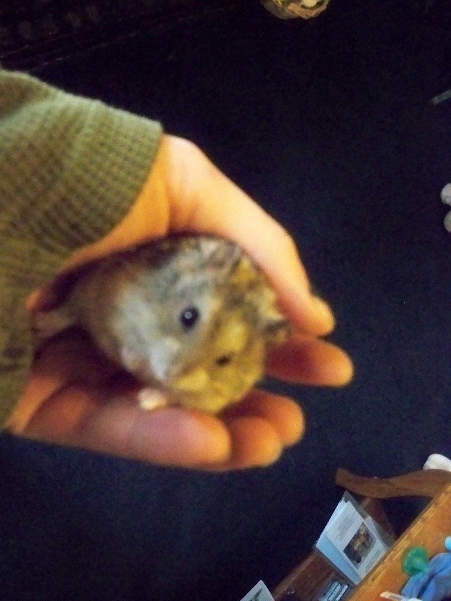 One of our little 6 week old Dwarf hamster.