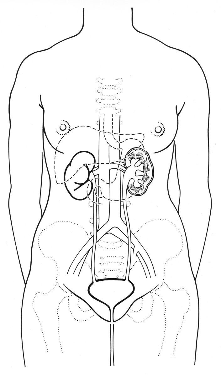 Urinary Traract (Female) Courtesey Wikimedia and National Institutes of Health