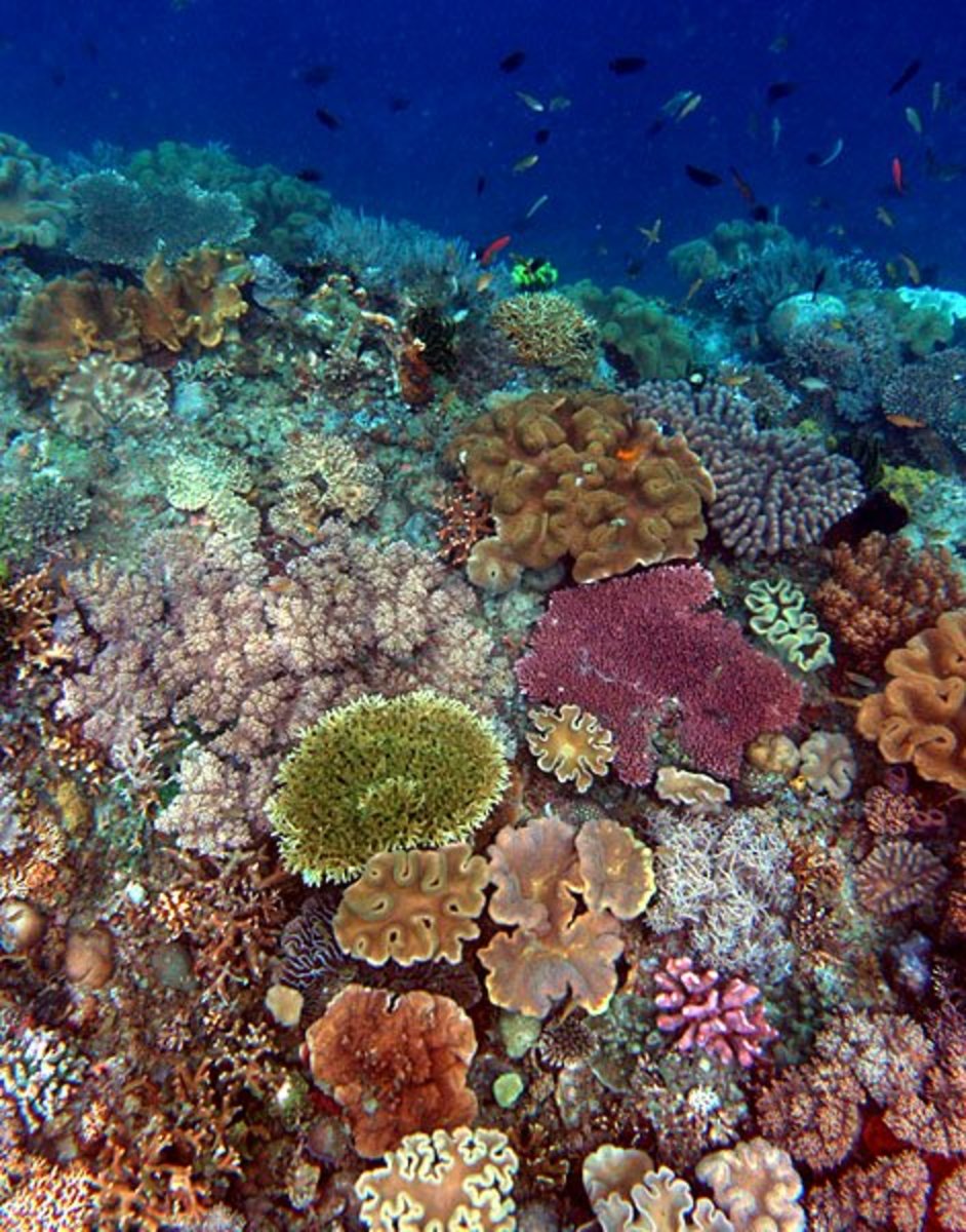 许多不同的动物聚在一起，互相支持，形成了一个活的珊瑚礁。人们能学会做同样的事情吗?