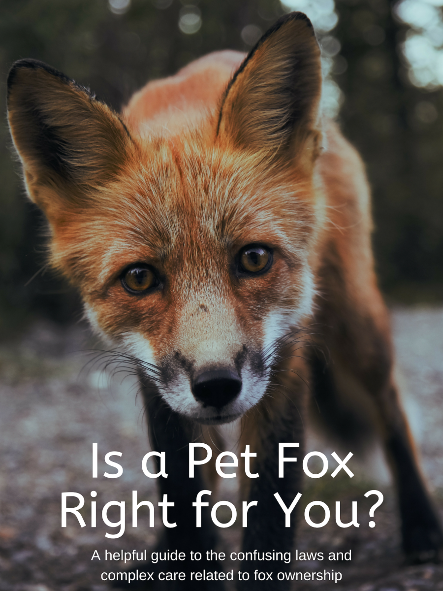 Pet Fox Guide: Legality, Care, and Important Information