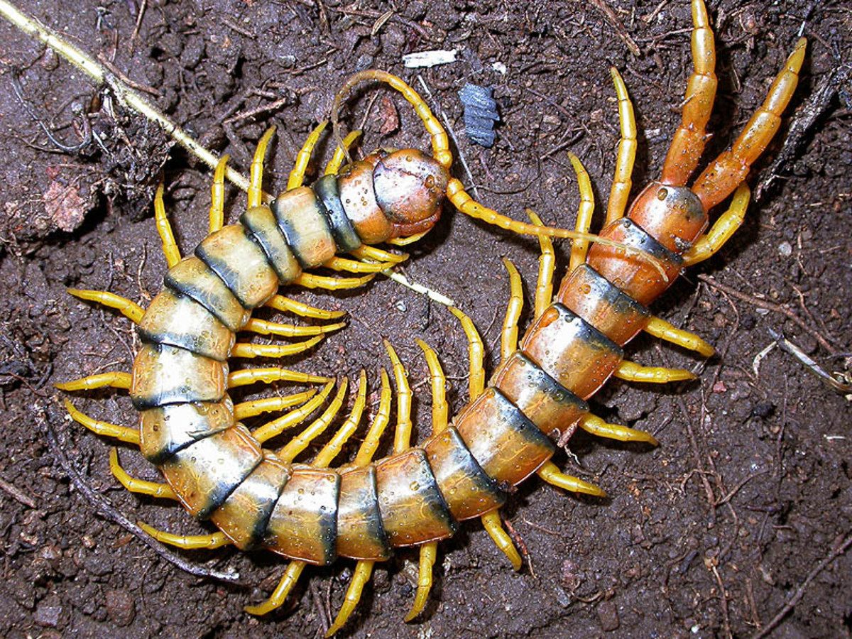 Scolopendra Cingulata—the Centipede That Can Bite