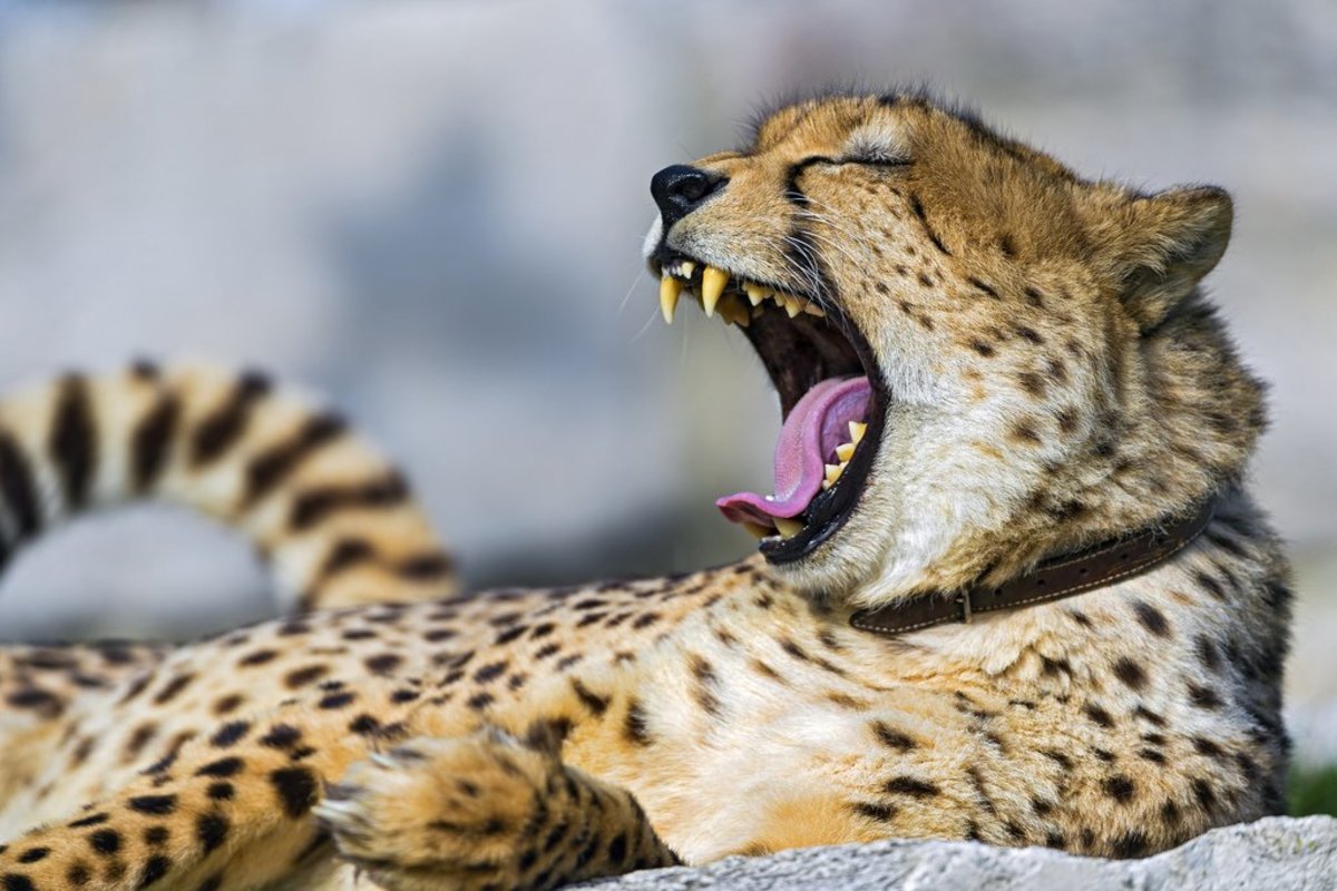 Do Cheetahs Hunt or Kill Humans?