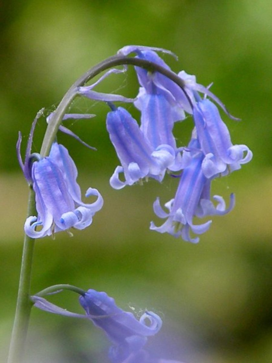 Common bluebell is anything but "common" with its fragile and sweetly curling bells.